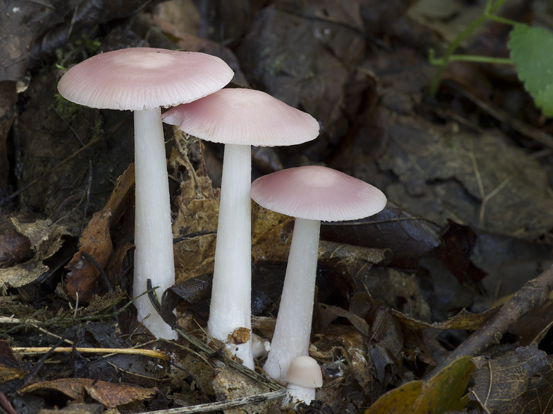 Mycena rosea